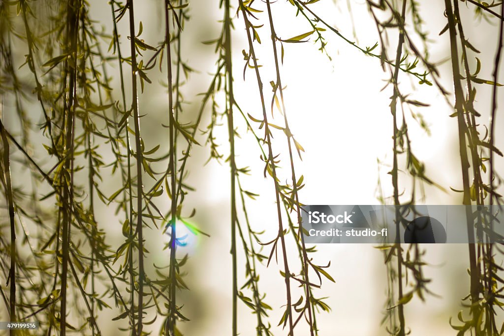 Bright sunshine through leaves bright sunshine at Dawn shining through Willow tree branches 2015 Stock Photo