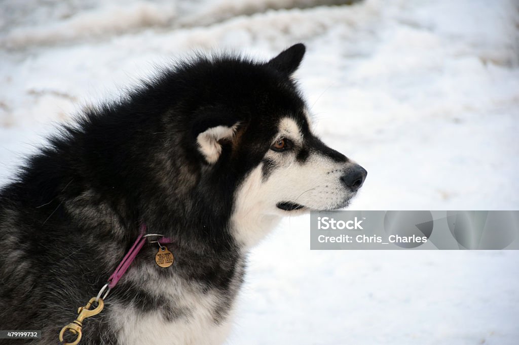 Husky - Foto de stock de 2015 libre de derechos