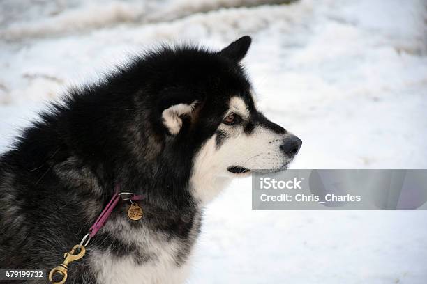 Husky Foto de stock y más banco de imágenes de 2015 - 2015, Aire libre, Animal