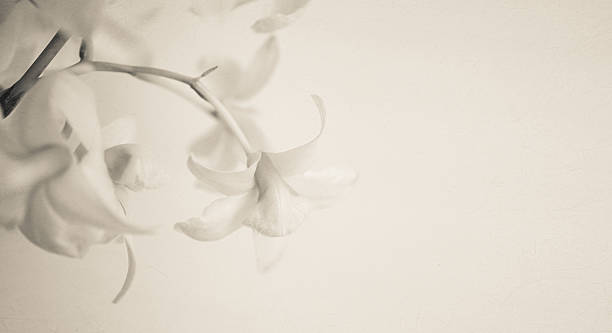 istock vintage color orchids in soft color and blur style 479199754