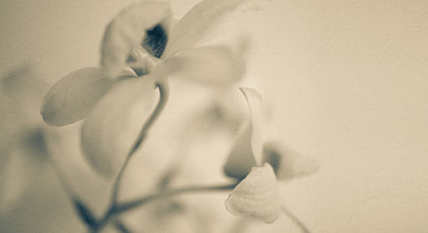 istock vintage color orchids in soft color and blur style 479199792