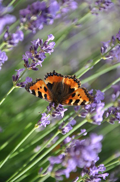 istock Butterfly on a lavender flowers 479199806