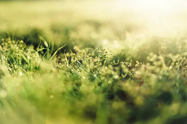 Photo of Grass Green Close-up In Meadow Sunshine No. 12