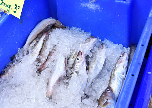 Fresh fish on a market stall with ice cubes. Fresh hake, close-up shot.