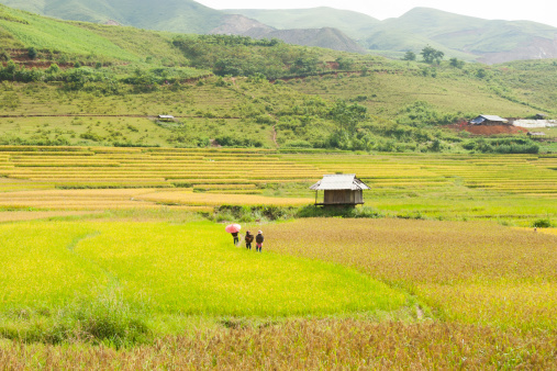 Terraced Field in Mu Cang Chai, Yen Bai, Vietnam