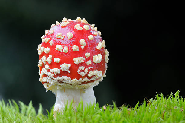 Fly agaric. Close up from a Fly agaric. marasmiaceae stock pictures, royalty-free photos & images