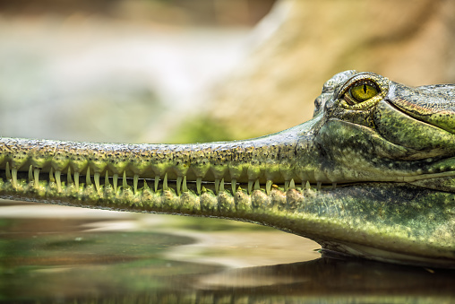 Gharial (Gavialis gangeticus), also knows as the gavial