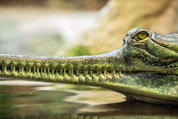 Indian Gharial Crocodile Stock Photos, Pictures & Royalty-Free Images -  Istock