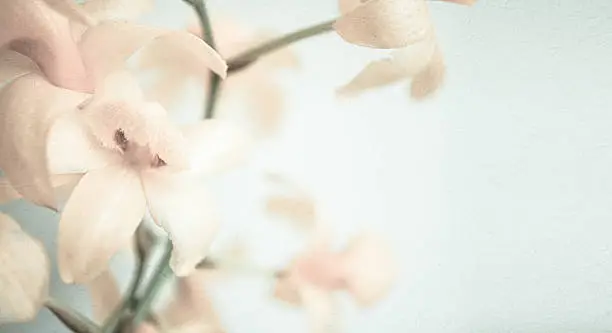 Photo of vintage color orchids in soft color and blur style
