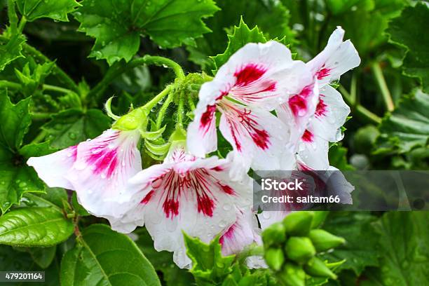 Foto de Sardinheiras Gerânios Uo Pelargonium e mais fotos de stock de 2015  - 2015, Beleza, Botânica - Assunto - iStock