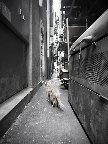 Shooting stray cats walking in the back alleys