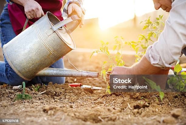 Senior Couple Planting Seedlings Stock Photo - Download Image Now - Togetherness, Planting, Gardening