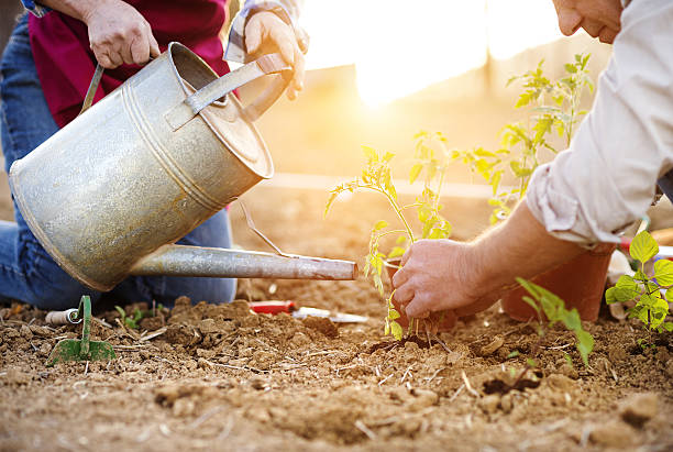 пожилая пара, посадка деревьев - gardening vegetable garden action planting стоковые фото и изображения