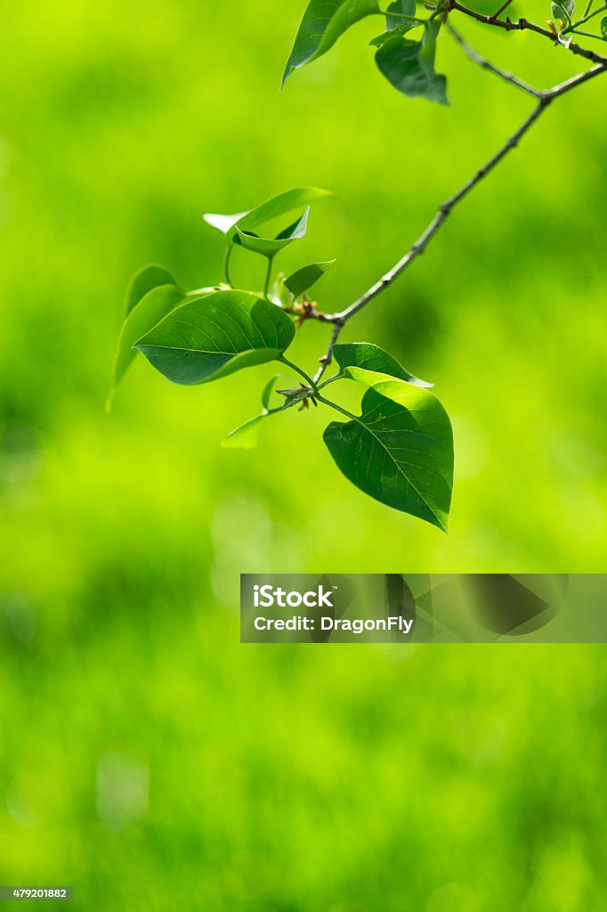Green spring leaves Sunny young green spring leaves, natural eco background 2015 Stock Photo