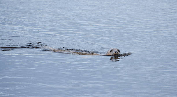 istock Gray Seal Individual 479202388