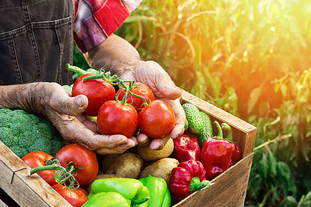 cassa con verdure - human hand gardening vegetable garden farm foto e immagini stock