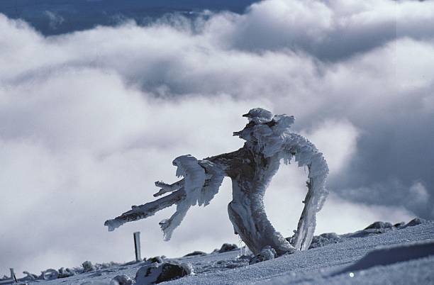 Abominável Boneco de neve - fotografia de stock