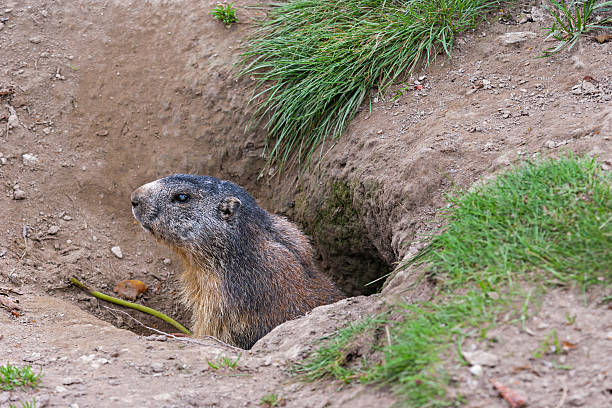 istock Marmot, Western Alps. 479205769