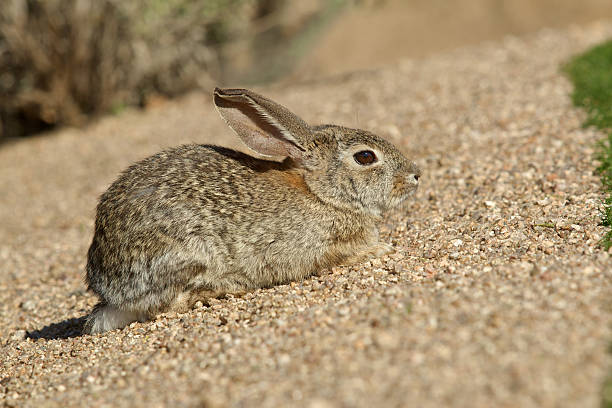 istock Cute Desert Cottontail 479206005