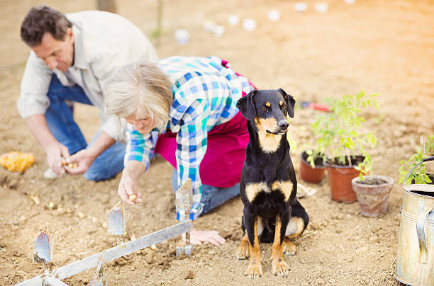 par sênior plantando as plantas - gardening senior adult action couple imagens e fotografias de stock