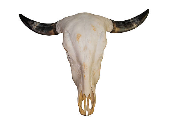 buffalo teschio isolato su sfondo bianco - animal skull cow bull old foto e immagini stock