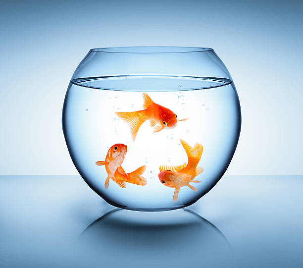 istock goldfish in recycle concept 479206843
