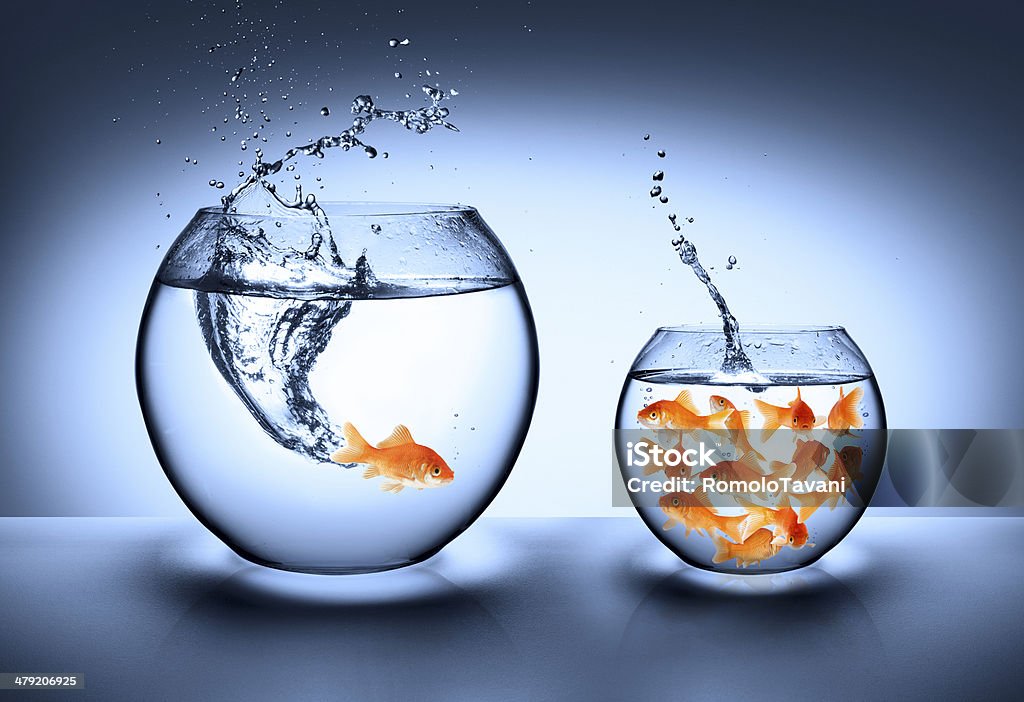 improvement concept goldfish jumping from an aquarium small and crowded to the largest Fishbowl Stock Photo