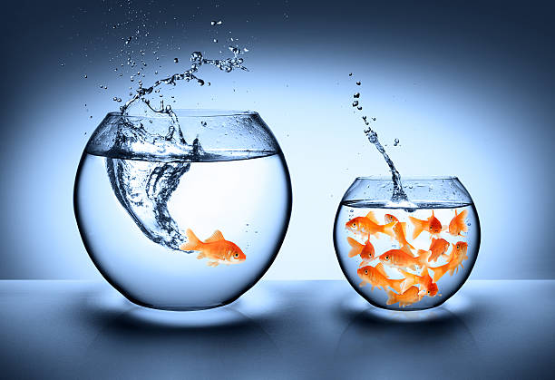 improvement concept goldfish jumping from an aquarium small and crowded to the largest rivalry photos stock pictures, royalty-free photos & images