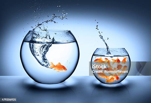 Improvement Concept Stock Photo - Download Image Now - Fishbowl, Fish, Goldfish