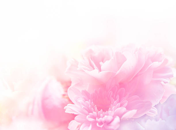 istock sweet color roses in soft style for background 479207174