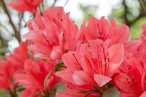 istock Group of red flowers 479207761