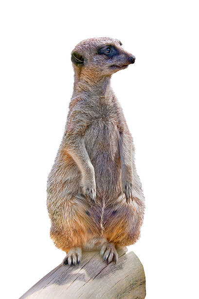 istock Meerkat (suricate ) close-up, isolated on white 479208488