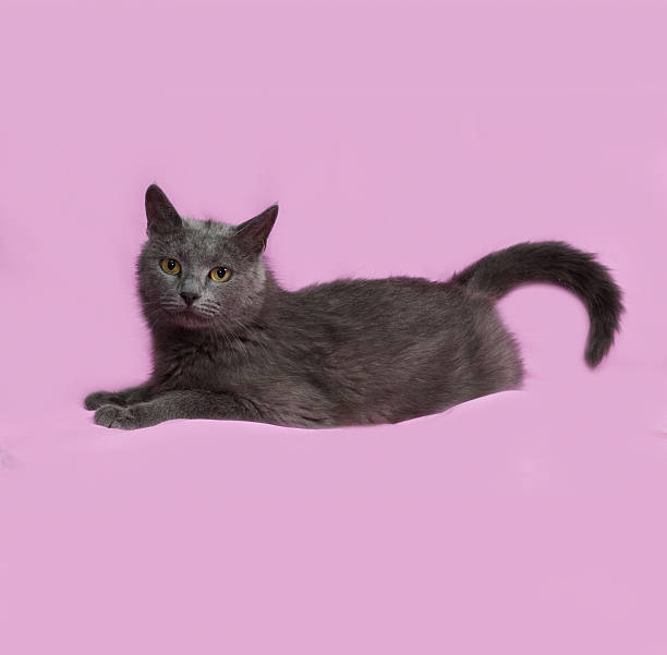 istock Gray fluffy cat lying on pink 479209118