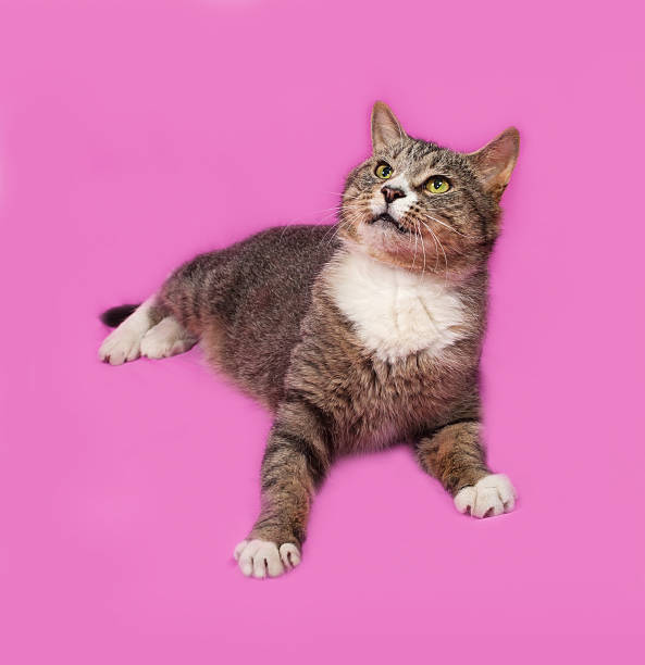 istock Gray and white tabby cat lying on pink 479209276