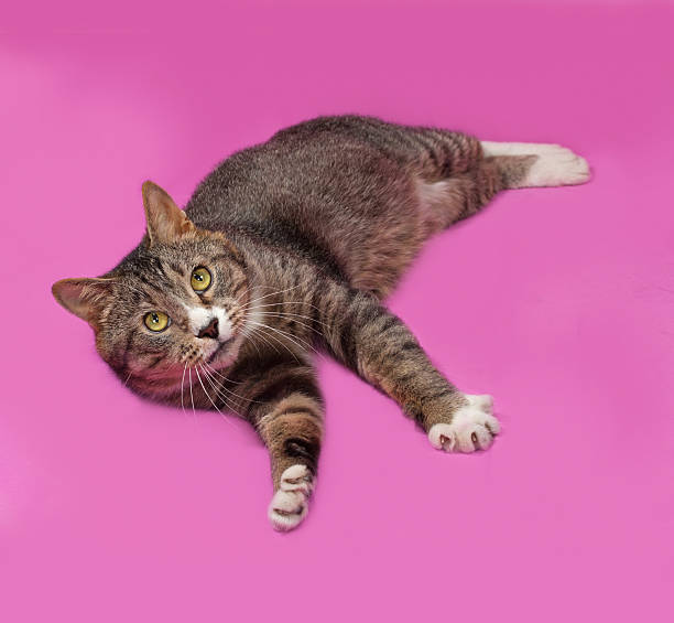 istock Gray and white tabby cat lying on pink 479209278