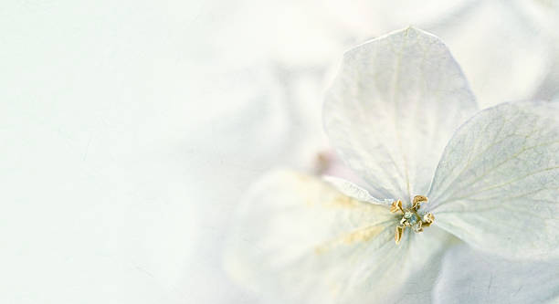 istock Hydrangeas in winter style on mulberry paper texture 479209678