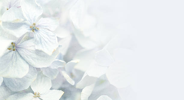 istock Hydrangeas in winter style on mulberry paper texture 479209734