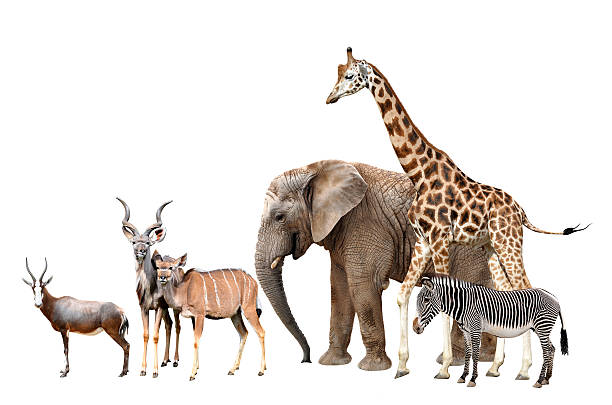istock Giraffe, Elephant, Zebra, Blesbok antelopes and Kudu 479210154