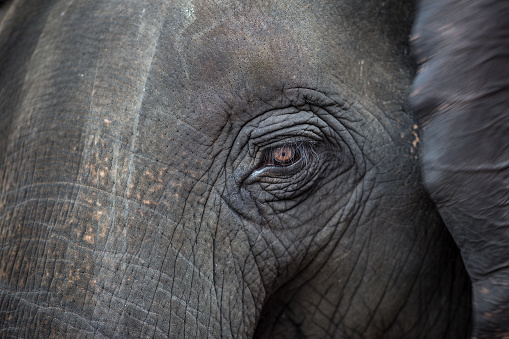 Close up portrait of an elephant
