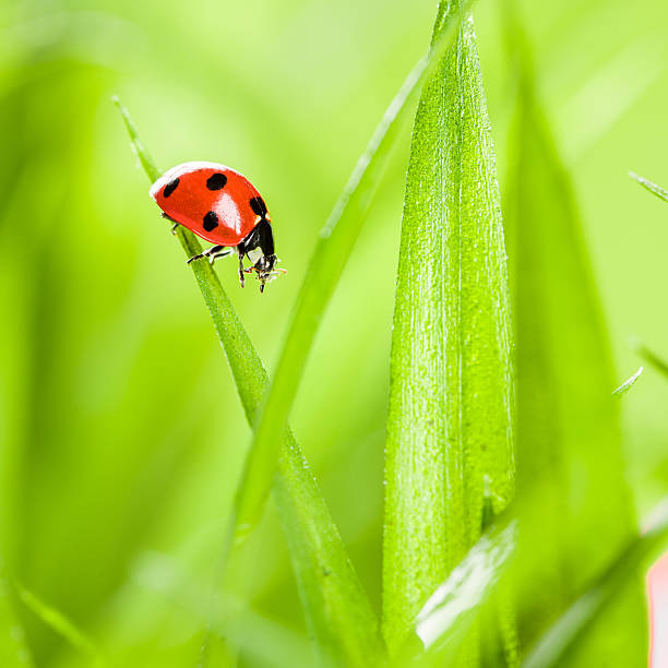 istock Ladybug running along on blade of  green grass 479210528