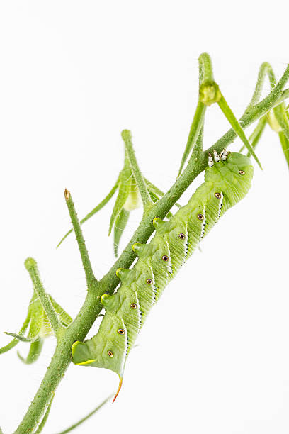 istock Tobacco hornworm on tomato plant 479213700