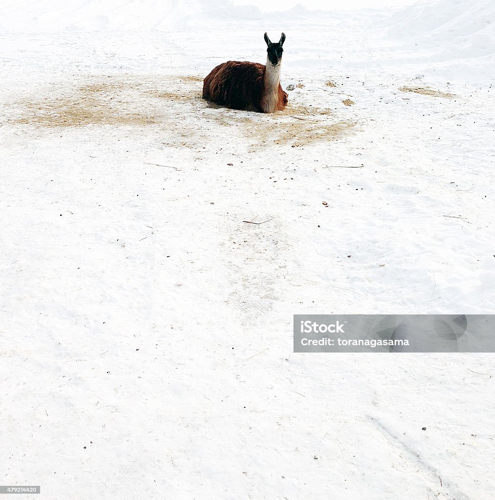 lama en la nieve (guanaco - Foto de stock de 2015 libre de derechos