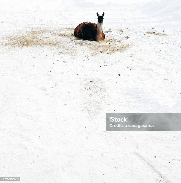 Lama En La Nieve Guanaco Foto de stock y más banco de imágenes de 2015 - 2015, Alpaca, Animal