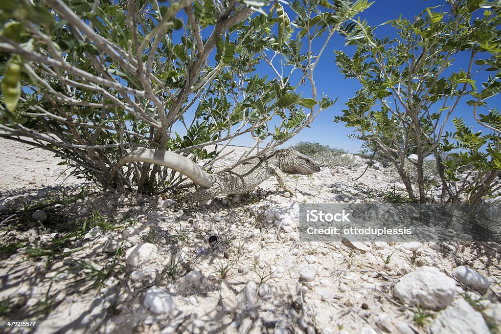 White throated lizard A white throated lizard looking back and whipping it’s tail aggressively from under a bush in the desert. Africa Stock Photo