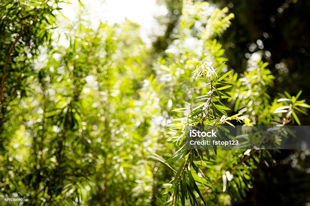 Close-up view of a bottle brush bush in summer season. Close-up view of a bright green bottle brush tree or bush in the spring or summer season.  No people in this outdoors, tranquil scene. Peaceful nature background.  Texas, USA climate.   2015 Stock Photo