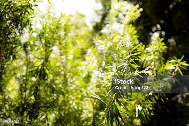 Closeup View Of A Bottle Brush Bush In Summer Season Stock Photo - Download Image Now