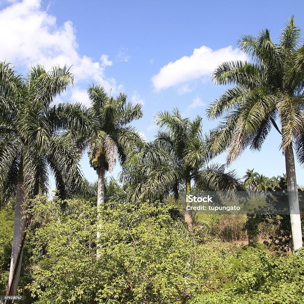 Nature in Cuba Cuba nature, royal palm grove. Jungle and palm tree. Square composition. Caribbean Stock Photo