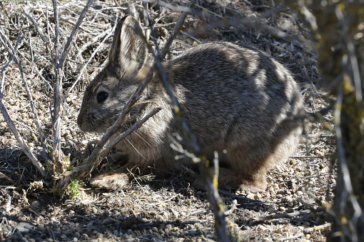 Corrigan Rabbit Columbia Basin Pygmy Rabbit Foraging Stock Photo - Download Image Now ...