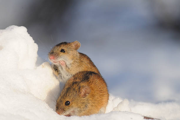 Two winter Striped Field Mice in Moscow park, Russia