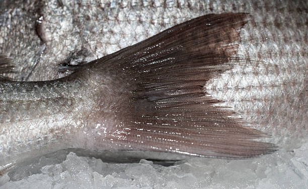 istock Seafood on ice at the fish market 479220896